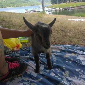 Meet your Posher, Amy